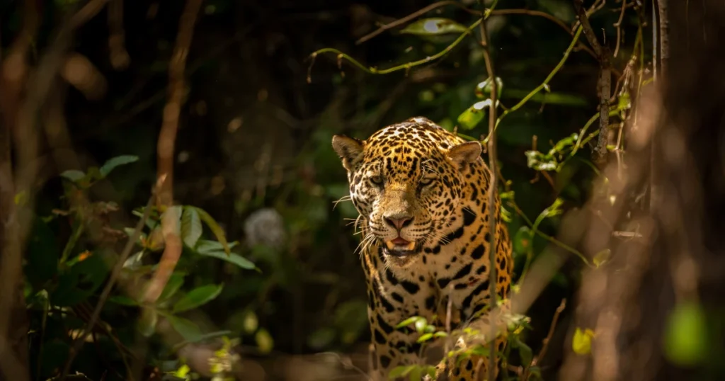 preservação ambiental