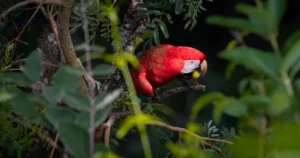 preservação ambiental