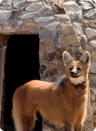 whatsapp_image_2025_05_20_at_09_56_35