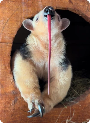 whatsapp_image_2025_05_20_at_09_56_35_1_