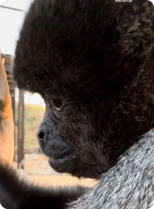 whatsapp_image_2025_05_20_at_09_56_36