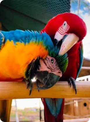 whatsapp_image_2025_05_20_at_09_56_36_10_