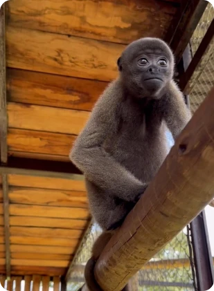 whatsapp_image_2025_05_20_at_09_56_36_11_