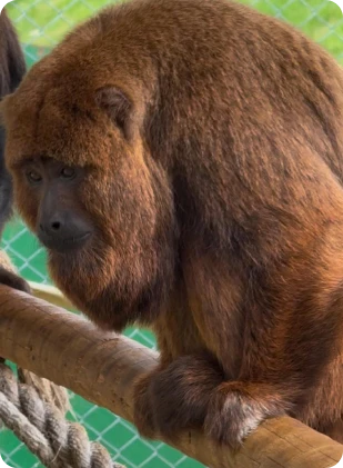 whatsapp_image_2025_05_20_at_09_56_36_17_