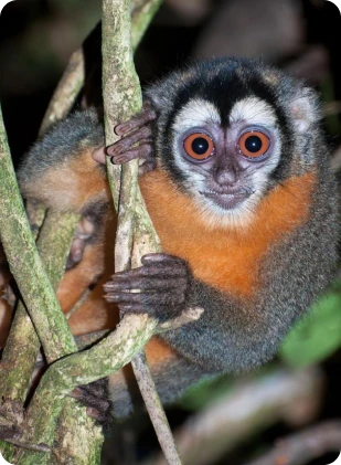 whatsapp_image_2025_05_20_at_09_56_36_5_