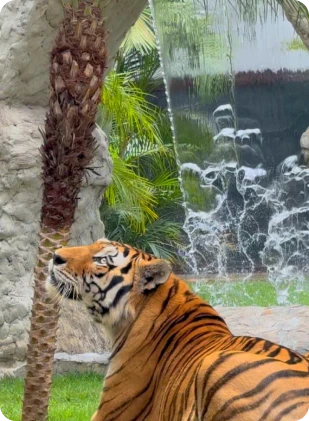 whatsapp_image_2025_05_20_at_09_56_36_8_